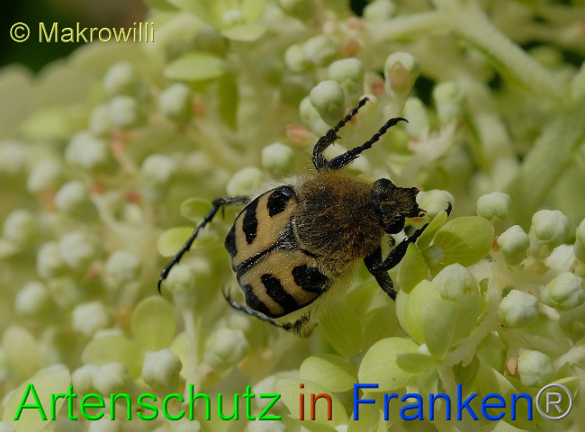 © Artenschutz in Franken® / Makrowilli Bild zum Eintrag (1105056-160)