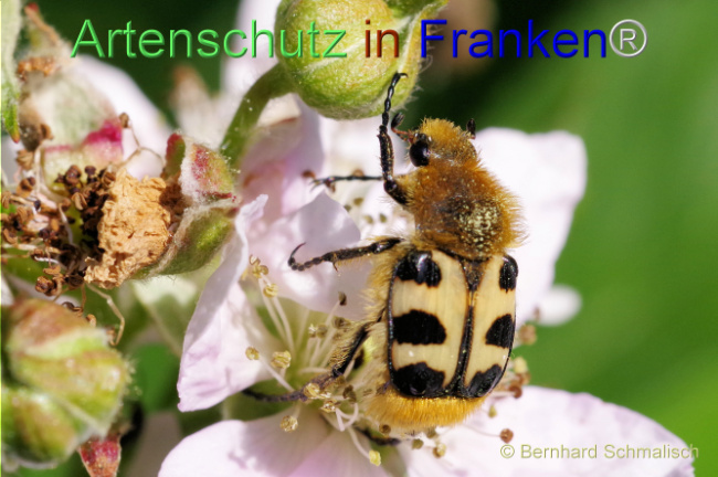© Artenschutz in Franken® / Bernhard Schmalisch Bild zum Eintrag (1105059-160)
