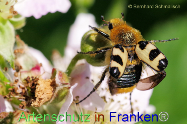 © Artenschutz in Franken® / Bernhard Schmalisch Bild zum Eintrag (1105060-160)