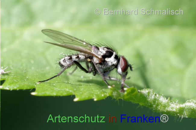 © Artenschutz in Franken® / Bernhard Schmalisch Bild zum Eintrag (1105066-160)