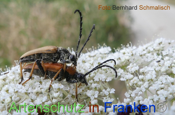 Copyright AiF / Bernhard Schmalisch Bild zum Eintrag (1105071-160)