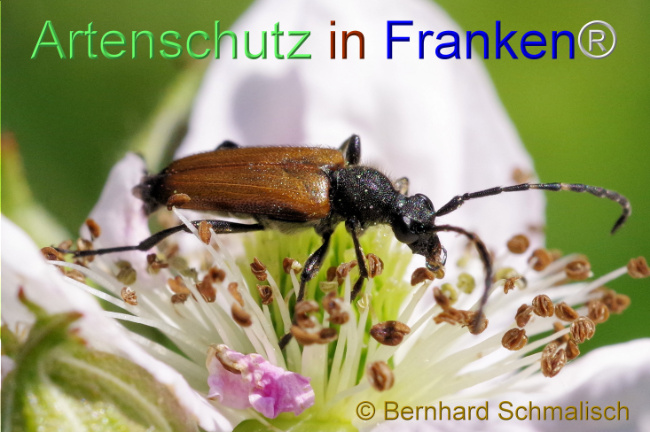 © Artenschutz in Franken® / Bernhard Schmalisch Bild zum Eintrag (1105074-160)
