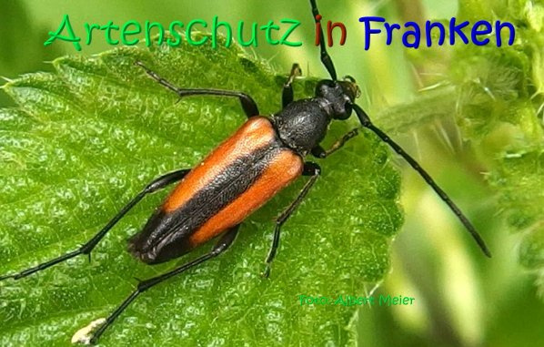 © Artenschutz in Franken® / Albert Meier Bild zum Eintrag (1105081-160)