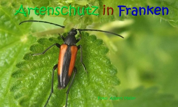 © Artenschutz in Franken® / Albert Meier Bild zum Eintrag (1105082-160)