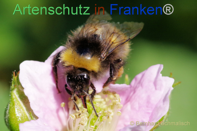 Bild zum Eintrag (1105105-160)