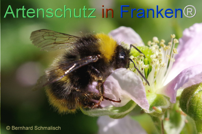 Bild zum Eintrag (1105108-160)