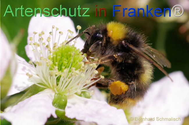 Bild zum Eintrag (1105109-160)
