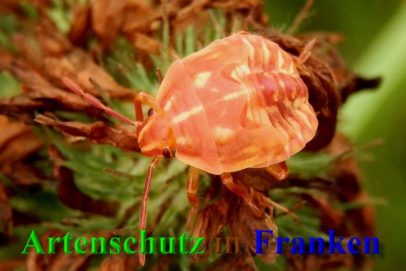 Copyright AiS- Albert Meier Bild zum Eintrag (1105262-160)