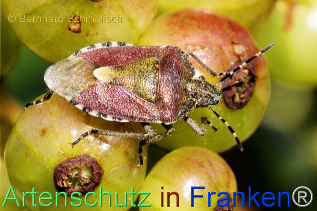 © Artenschutz in Franken® / Bernhard Schmalisch Bild zum Eintrag (1105264-160)