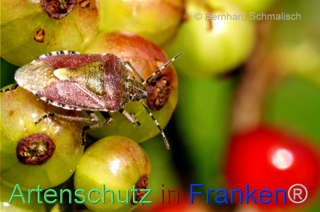© Artenschutz in Franken® / Bernhard Schmalisch Bild zum Eintrag (1105297-160)