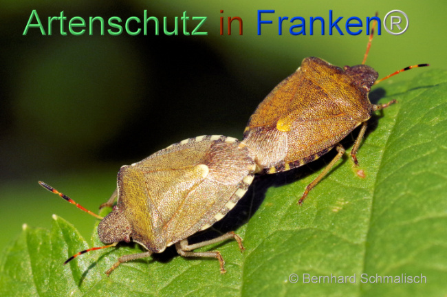 © Artenschutz in Franken® / Bernhard Schmalisch Bild zum Eintrag (1105300-160)
