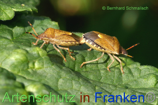 © Artenschutz in Franken® / Bernhard Schmalisch Bild zum Eintrag (1105303-160)