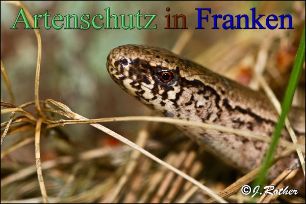 Copyright AiS-Johannes Rother Bild zum Eintrag (1105310-160)