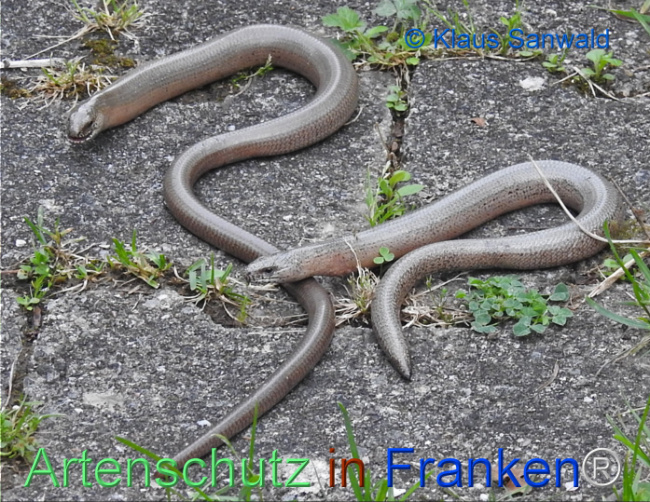 © Artenschutz in Franken® / Klaus Sanwald Bild zum Eintrag (1105314-160)