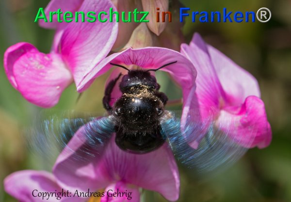 Copyright AiF Andreas Gehrig Bild zum Eintrag (1105325-160)