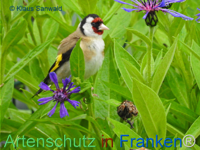 © Artenschutz in Franken® / Klaus Sanwald Bild zum Eintrag (1105337-160)