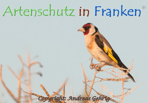 Copyright AiF Andreas Gehrig Bild zum Eintrag (1105341-160)