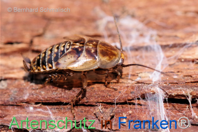 © Artenschutz in Franken® / Bernhard Schmalisch Bild zum Eintrag (1105368-160)