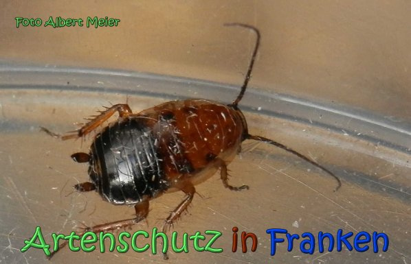 Bild zum Eintrag (1105371-160)