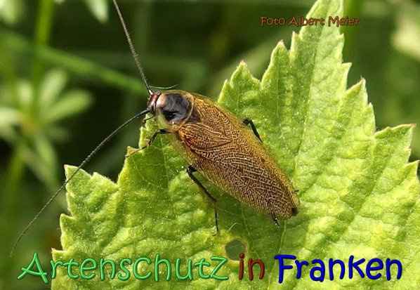Bild zum Eintrag (1105379-160)