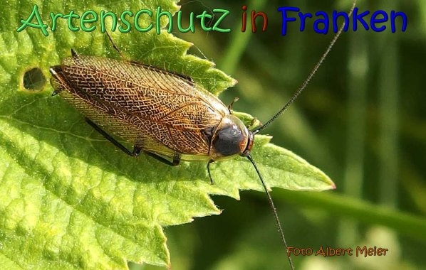 Bild zum Eintrag (1105380-160)