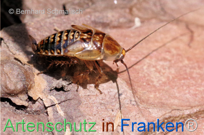© Artenschutz in Franken® / Bernhard Schmalisch Bild zum Eintrag (1105386-160)