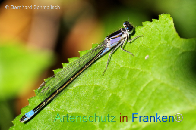 © Artenschutz in Franken® / Bernhard Schmalisch Bild zum Eintrag (1105392-160)