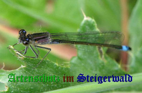Copyright AiS- Albert Meier Bild zum Eintrag (1105395-160)