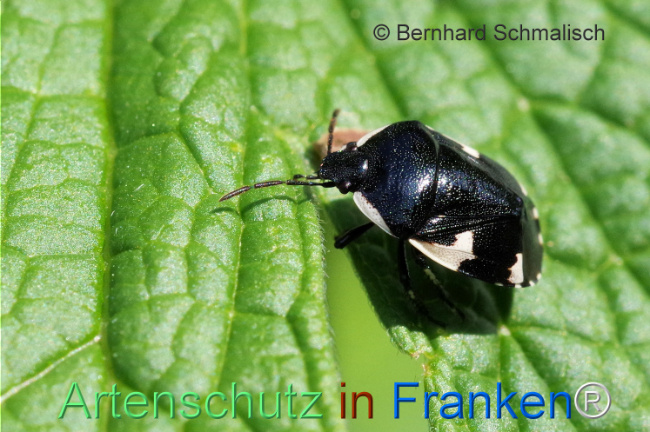 © Artenschutz in Franken® / Bernhard Schmalisch Bild zum Eintrag (1105407-160)