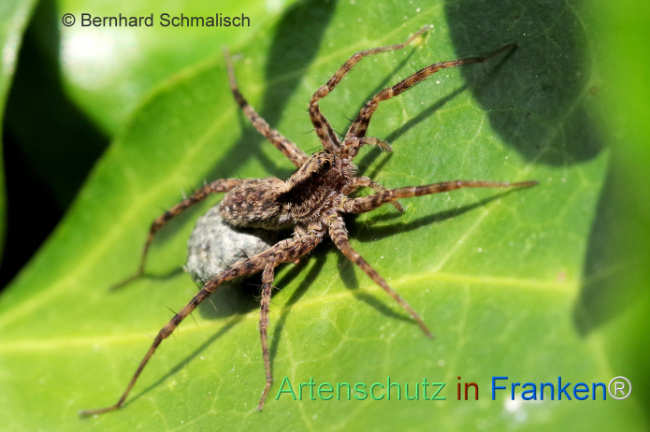 © Artenschutz in Franken® / Bernhard Schmalisch Bild zum Eintrag (1105415-160)