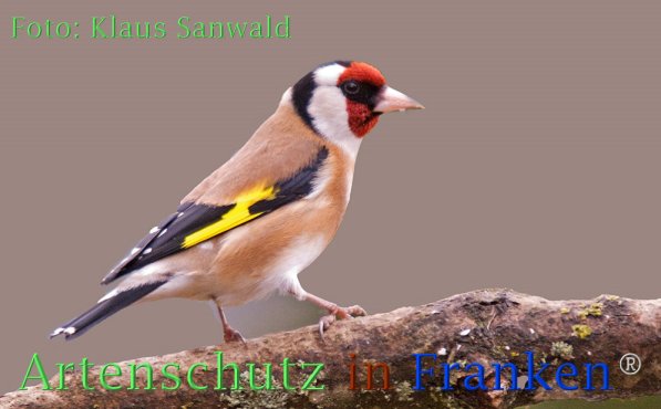 Copyright AiF Klaus Sanwald Bild zum Eintrag (1105418-160)
