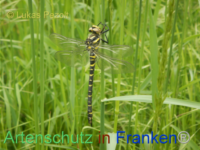 Bild zum Eintrag (1105441-160)