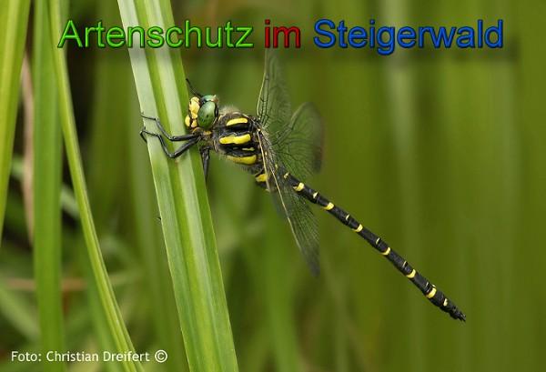 Bild zum Eintrag (1105444-160)