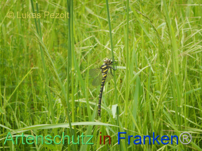 © Artenschutz in Franken® / Lukas Pezolt Bild zum Eintrag (1105452-160)