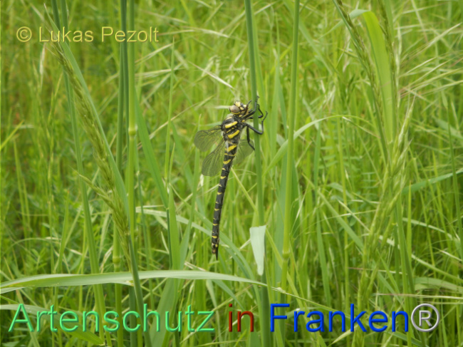 © Artenschutz in Franken® / Lukas Pezolt Bild zum Eintrag (1105453-160)