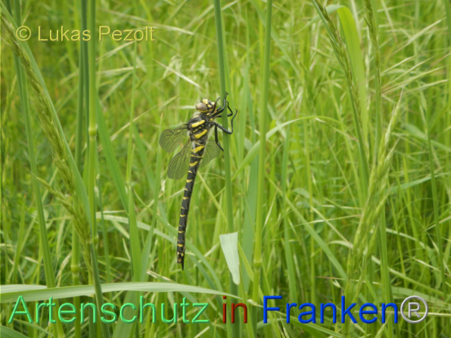 © Artenschutz in Franken® / Lukas Pezolt Bild zum Eintrag (1105455-160)
