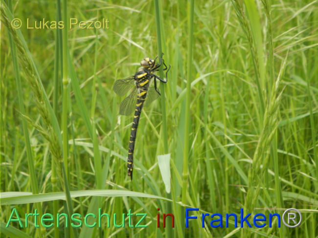© Artenschutz in Franken® / Lukas Pezolt Bild zum Eintrag (1105456-160)