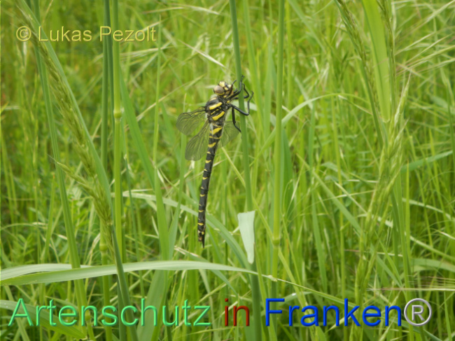© Artenschutz in Franken® / Lukas Pezolt Bild zum Eintrag (1105457-160)