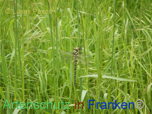Bild zum Eintrag (1105460-160)