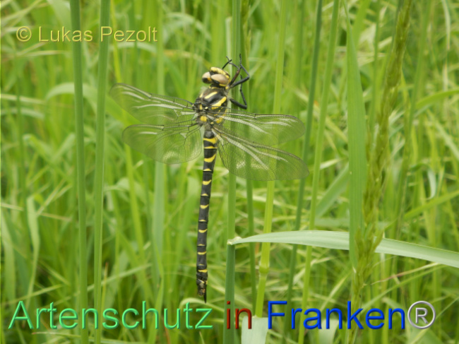 Bild zum Eintrag (1105464-160)