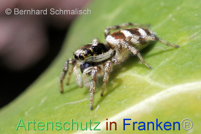 © Artenschutz in Franken® / Bernhard Schmalisch Bild zum Eintrag (1105473-160)