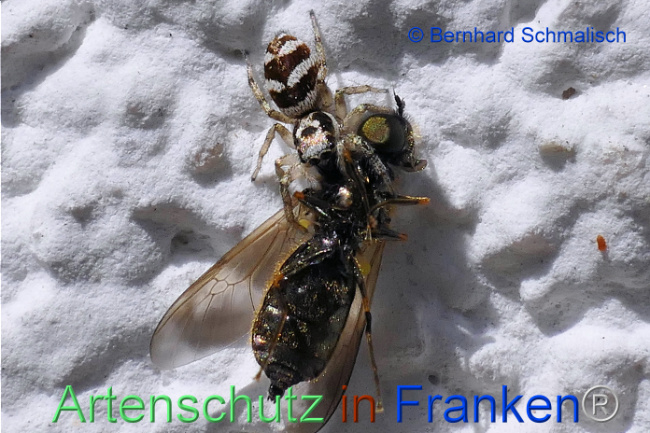 © Artenschutz in Franken® / Bernhard Schmalisch Bild zum Eintrag (1105475-160)