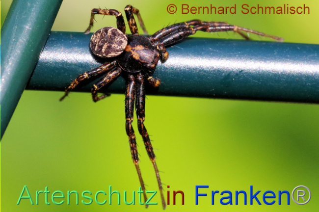 © Artenschutz in Franken® / Bernhard Schmalisch Bild zum Eintrag (1105541-160)