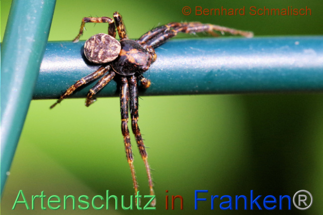 © Artenschutz in Franken® / Bernhard Schmalisch Bild zum Eintrag (1105542-160)