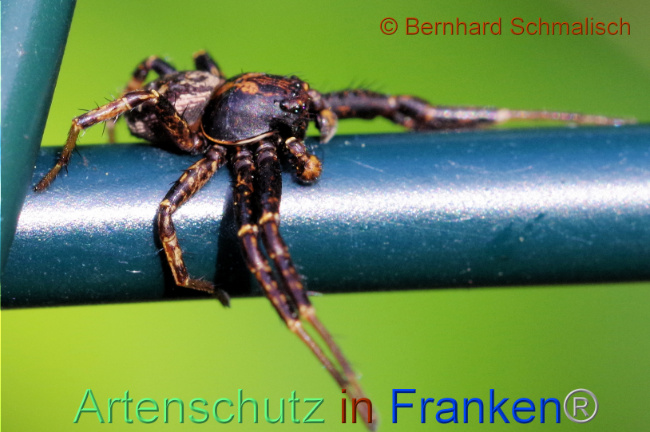 © Artenschutz in Franken® / Bernhard Schmalisch Bild zum Eintrag (1105543-160)