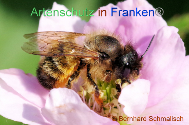 © Artenschutz in Franken® / Bernhard Schmalisch Bild zum Eintrag (1105553-160)