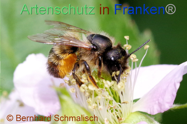 © Artenschutz in Franken® / Bernhard Schmalisch Bild zum Eintrag (1105554-160)