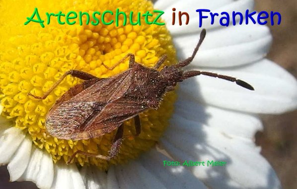 Copyright AiS Albert Meier Bild zum Eintrag (1105597-160)