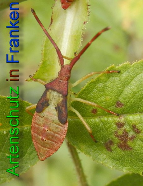 Bild zum Eintrag (1105612-160)