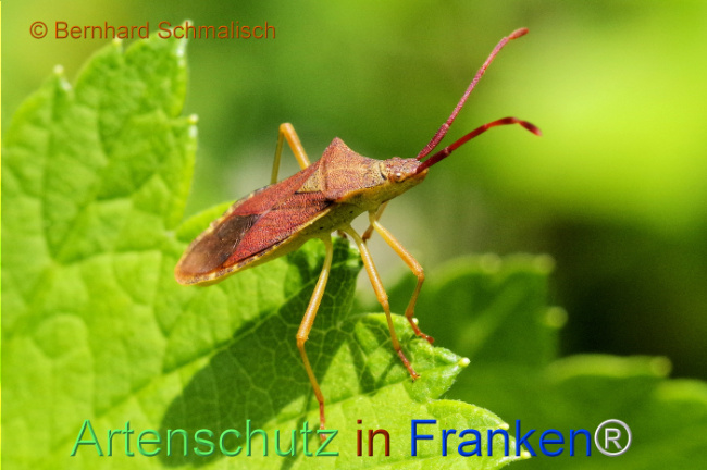 © Artenschutz in Franken® / Bernhard Schmalisch Bild zum Eintrag (1105624-160)